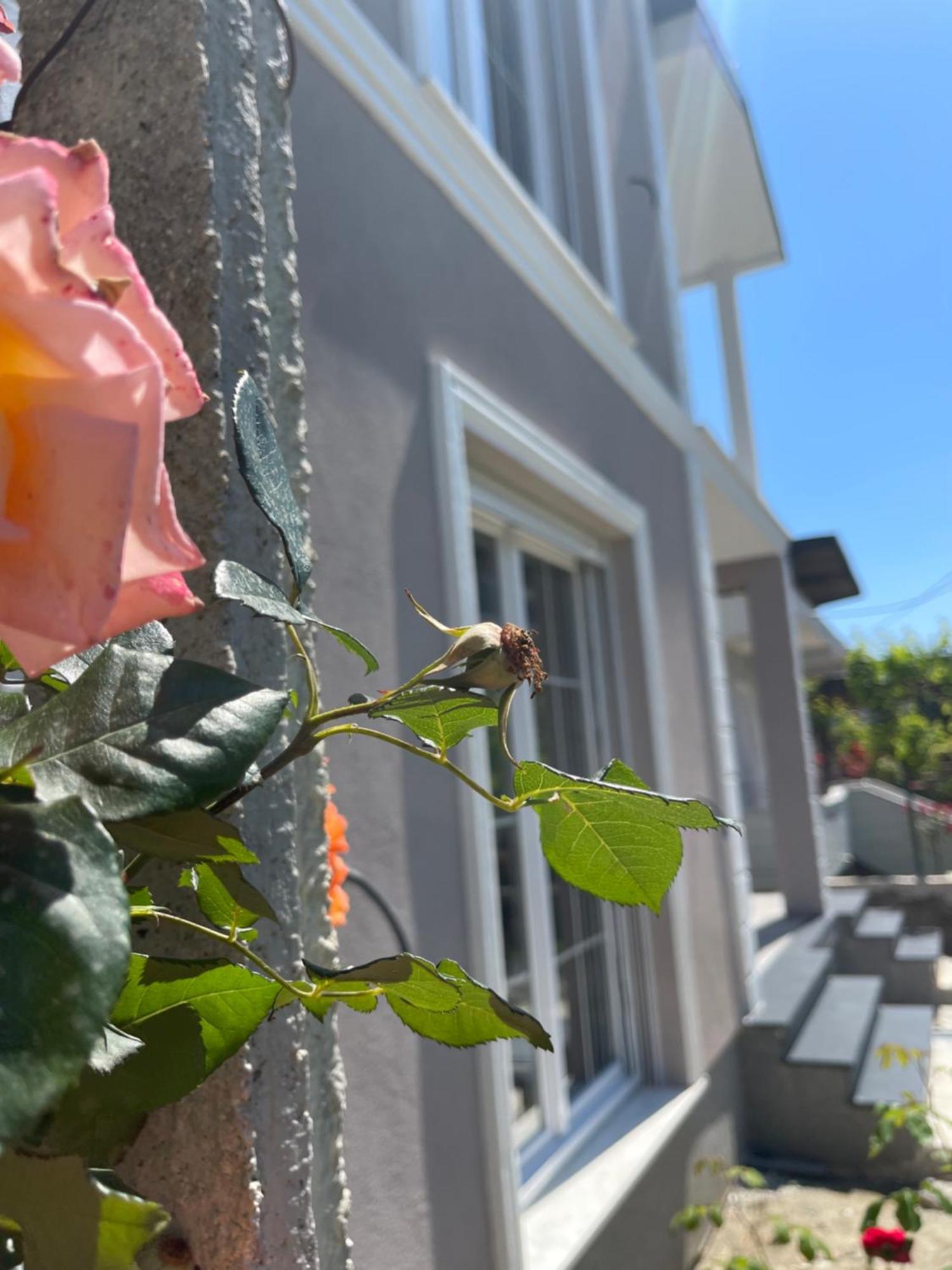 Villa Ajla Durres Exterior photo